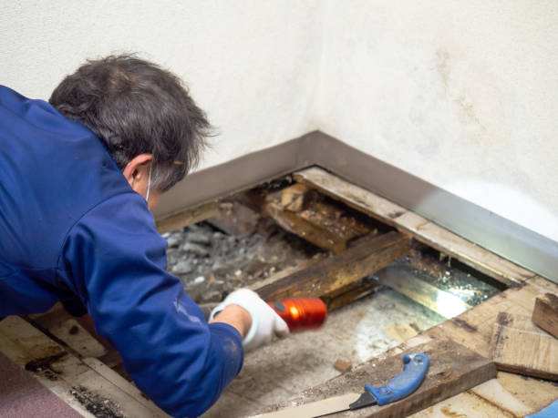 Best Preventive Mold Services in New Castle, DE