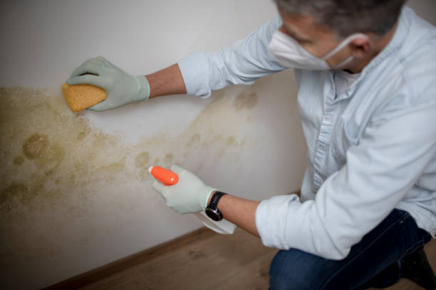 Best Commercial Mold Remediation in New Castle, DE